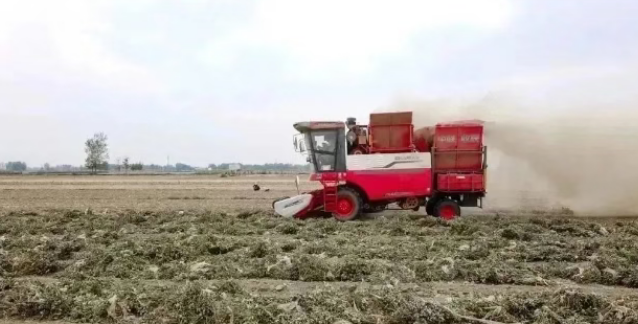 辽宁锦州张师傅:花生收获,还得是中联收获 辽宁锦州张师傅:花生收获,还得是中联收获